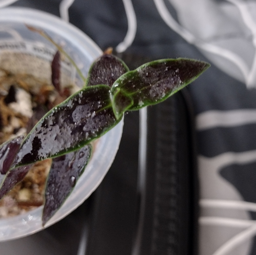 Tradescantia Jose Puig (3in. pot)